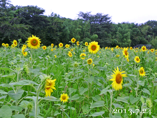 7月26日（金）　「実咲」農苑のヒマワリ_f0105342_17451446.jpg