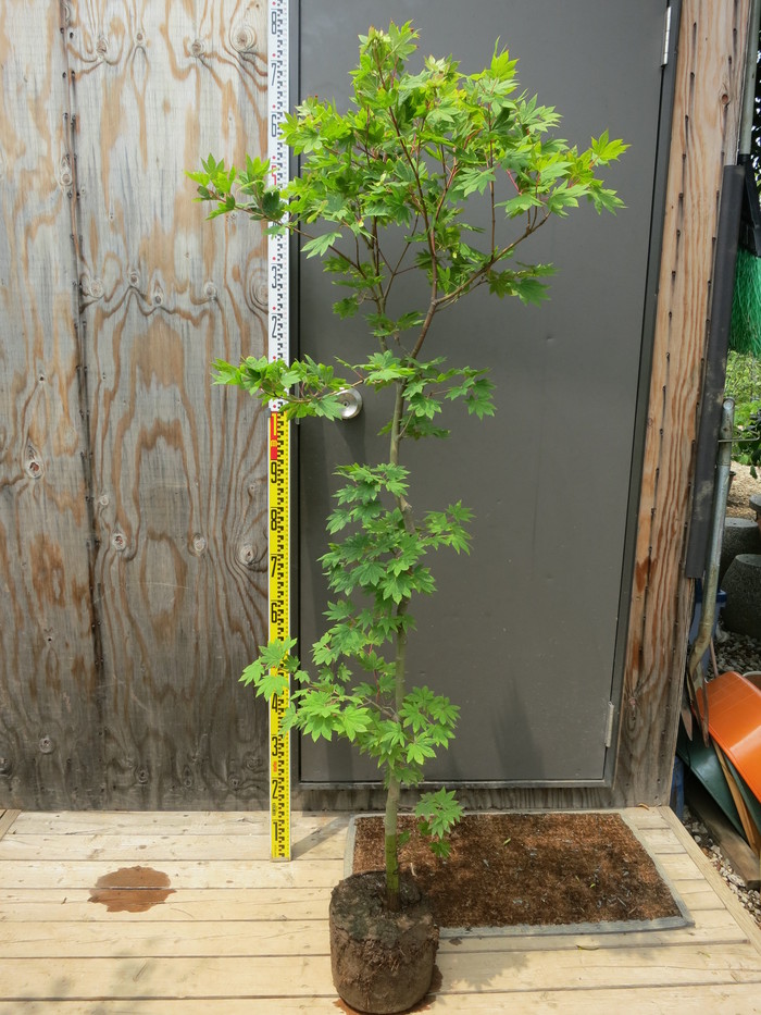 コハウチワカエデ 小羽団扇楓 販売 画像 写真 価格 値段 庭木