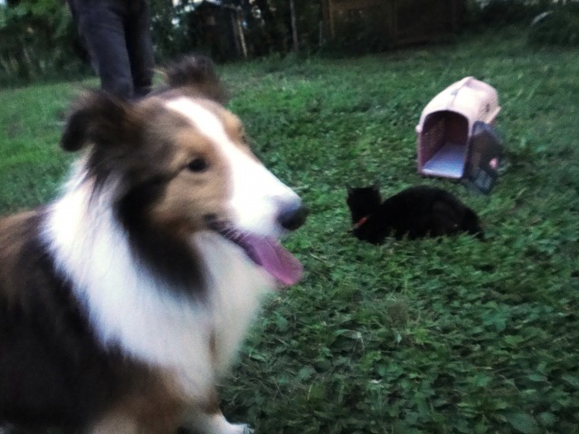 猫ちゃんどドッグラン♪_e0195743_14314421.jpg
