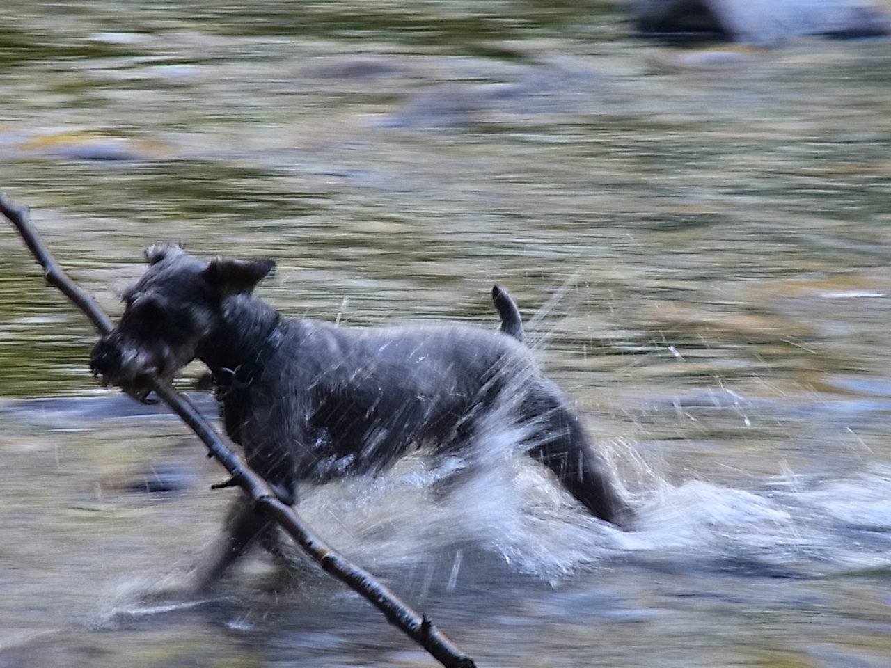 早すぎて撮れない犬_d0233349_1502327.jpg