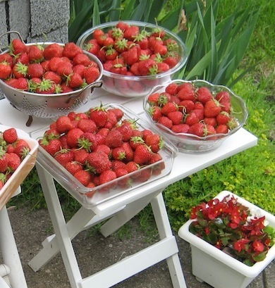 strawberry strawberry strawberry...♬_a0123450_213435.jpg