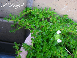 c0176651_11451877.gif