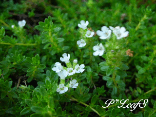 c0176651_11453113.gif