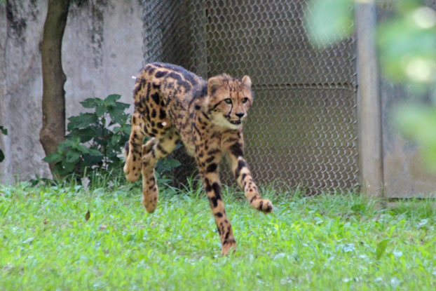 チーターっ仔！～大放飼場のイブキ＆シュレン_e0294253_15281571.jpg