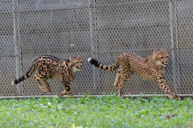 チーターっ仔！～大放飼場のイブキ＆シュレン_e0294253_15295018.jpg