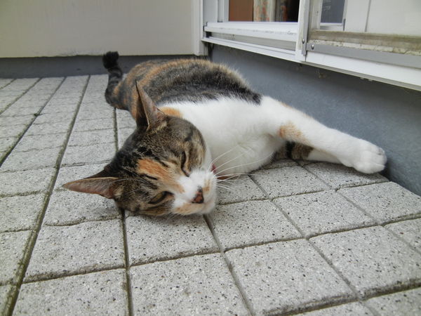 !13,7,26(金)昔の写真で出ています!_f0060461_1173391.jpg