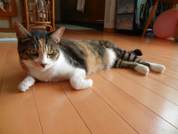 !13,7,26(金)昔の写真で出ています!_f0060461_1182148.jpg