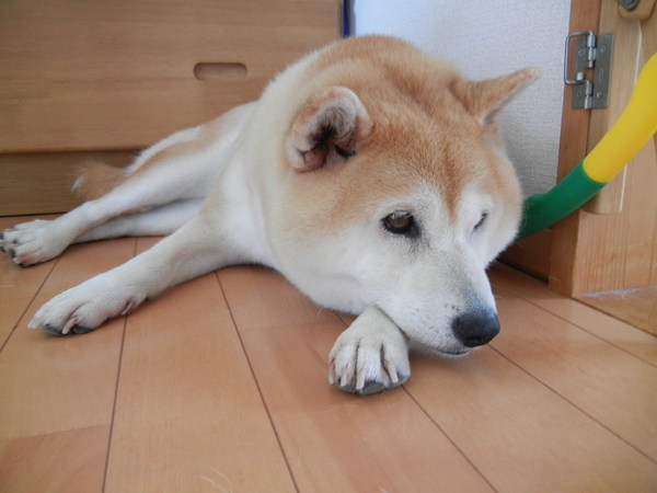 !13,7,26(金)昔の写真で出ています!_f0060461_1191526.jpg