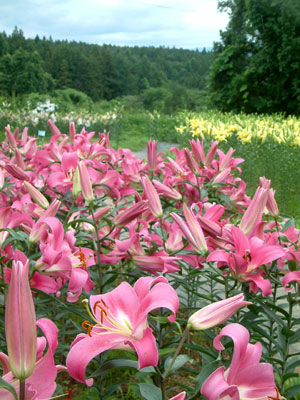 c0050264_10291752.jpg
