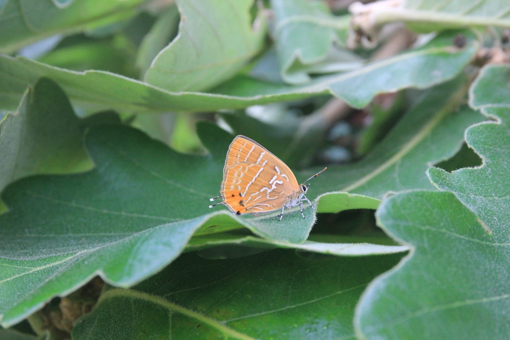 北海道遠征　概要③　　札幌市はゼフの宝庫。　2013.7.14._a0146869_701875.jpg