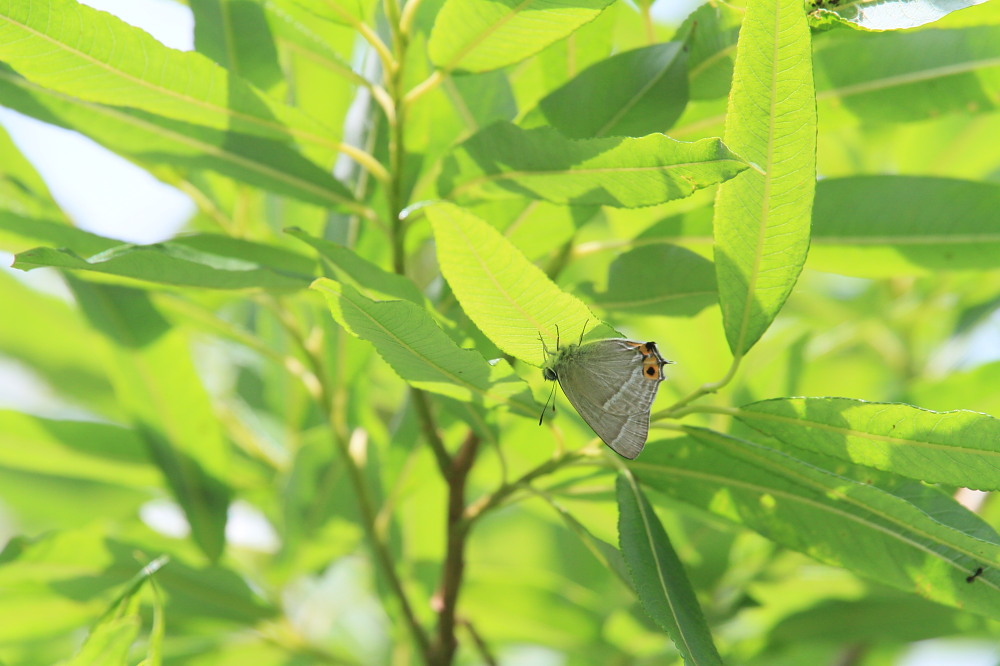 北海道遠征　概要③　　札幌市はゼフの宝庫。　2013.7.14._a0146869_7174125.jpg