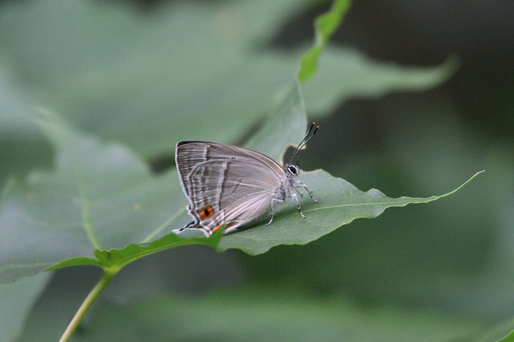 北海道遠征　概要③　　札幌市はゼフの宝庫。　2013.7.14._a0146869_7342150.jpg