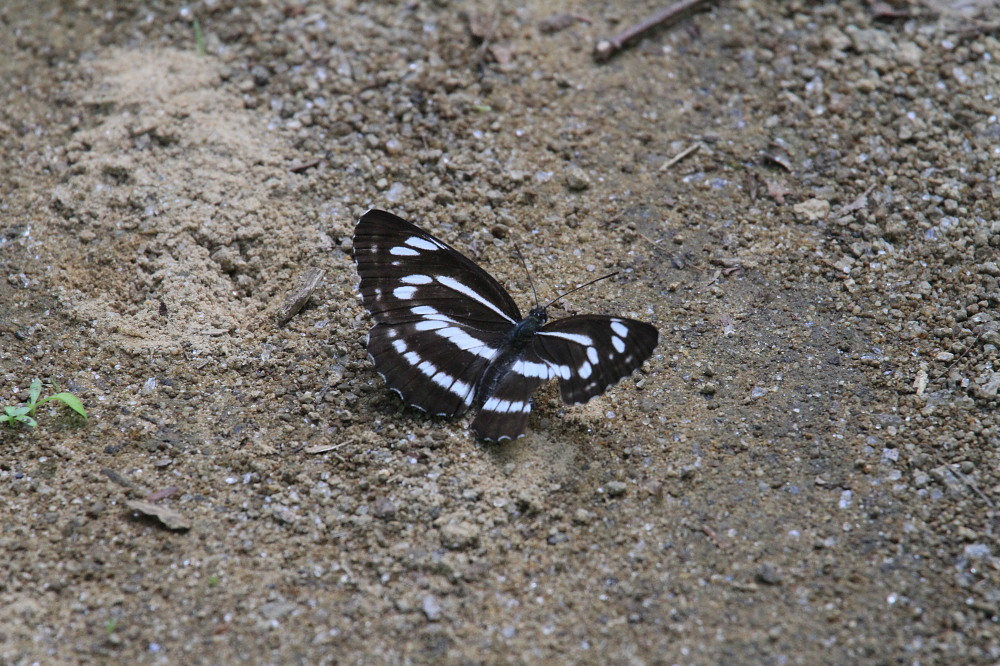 北海道遠征　概要③　　札幌市はゼフの宝庫。　2013.7.14._a0146869_741273.jpg