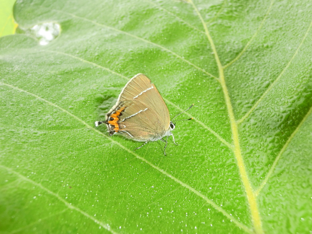 北海道遠征　概要③　　札幌市はゼフの宝庫。　2013.7.14._a0146869_784942.jpg