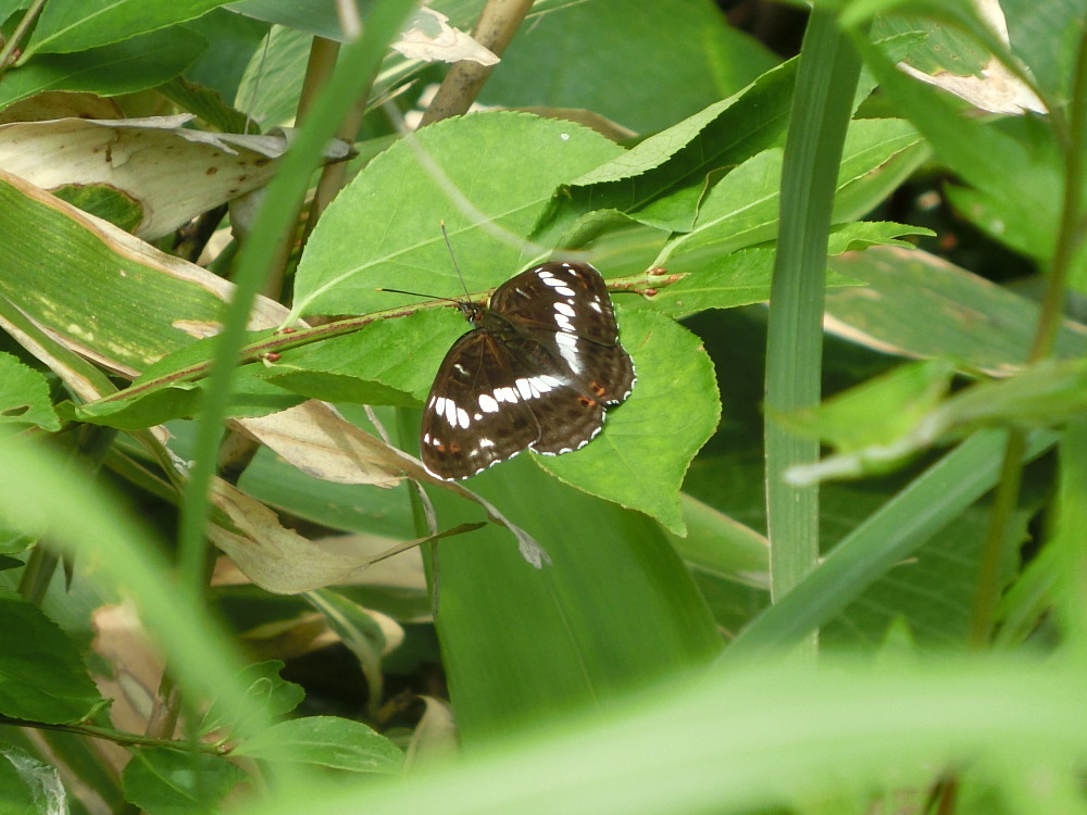 北海道遠征　概要③　　札幌市はゼフの宝庫。　2013.7.14._a0146869_792273.jpg