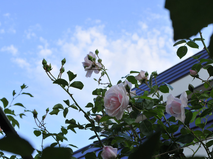 ニュードーン 誘引失敗 judeの庭と薔薇のカヲリ ニュードーン 誘引失敗 judeの庭と薔薇のカヲリ