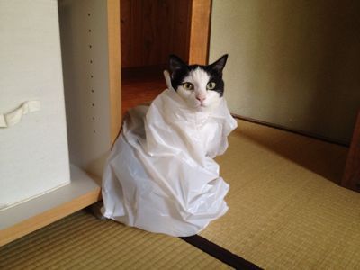 虚無僧…？な猫。_a0252286_2224012.jpg