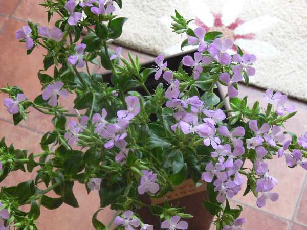 ラ カンパネラ フラワーショップデリカの花日記 ラ カンパネラ フラワーショップデリカの花日記