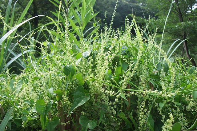 ■　早朝の草花　　　13.7.26　　　（メマツヨイグサ、カラスウリ、オニドコロ）_e0070891_21213254.jpg