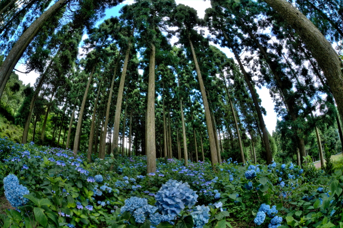 紫陽花の森_e0135098_685339.jpg