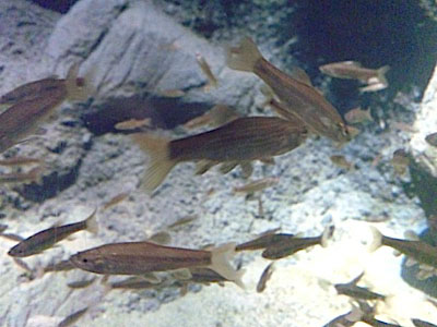 新潟市水族館マリンピア日本海に行って来た〜其之弐_f0082402_1524963.jpg