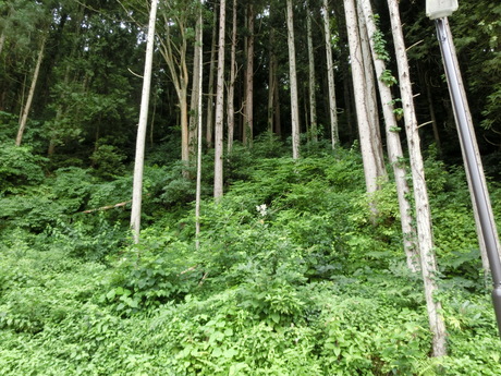 a0203003_1543671.jpg