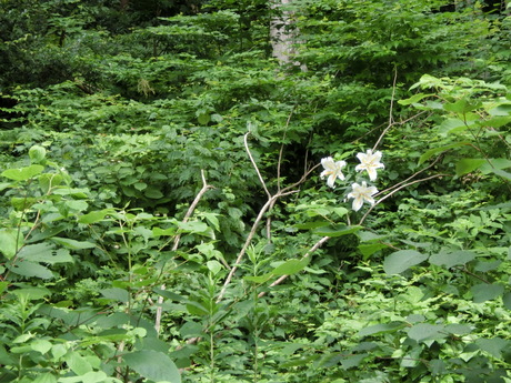 a0203003_1544840.jpg