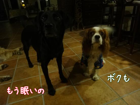 やる気なし_f0064906_17114735.jpg