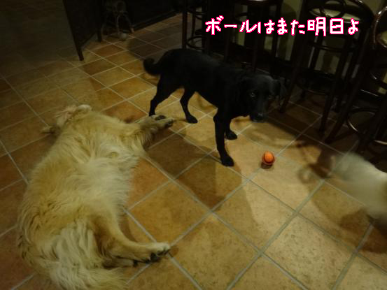 やる気なし_f0064906_17145177.jpg
