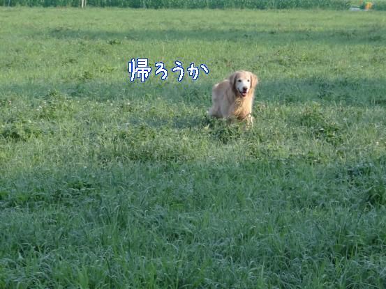 やる気なし_f0064906_1723695.jpg