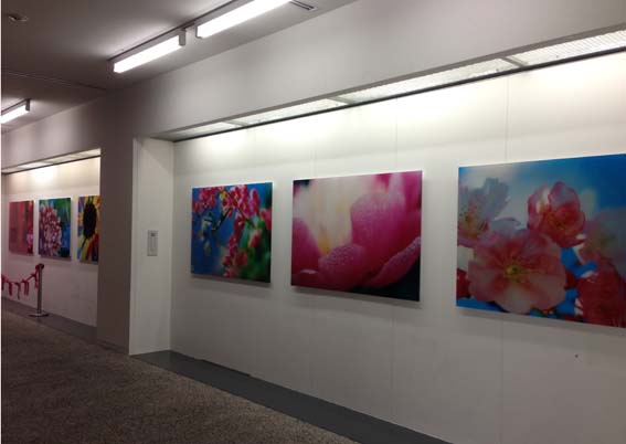 蜷川実花個展＠金津創作の森が7/20にオープンしました！_b0101418_189480.jpg
