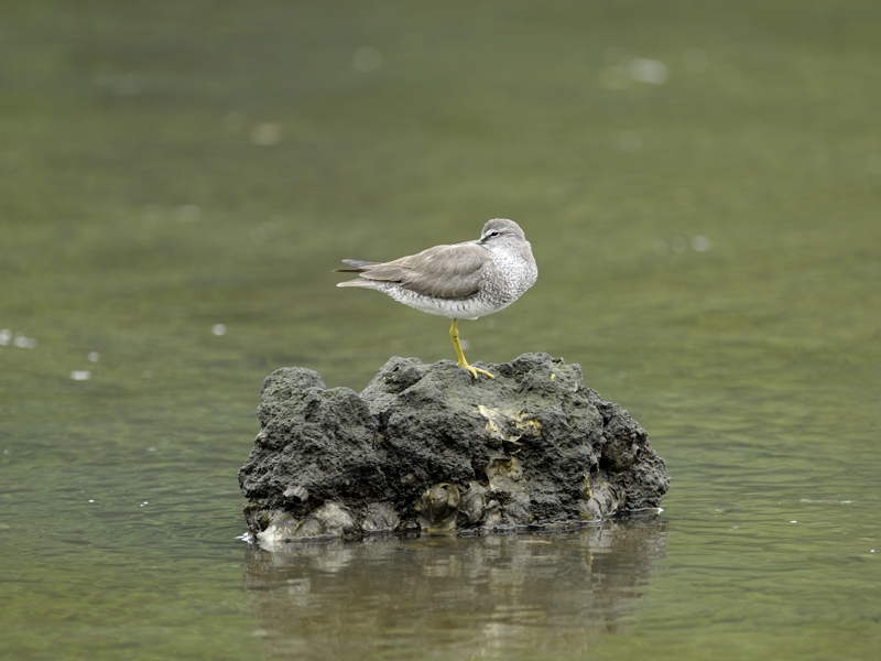 葛西臨海公園_d0155021_1503528.jpg