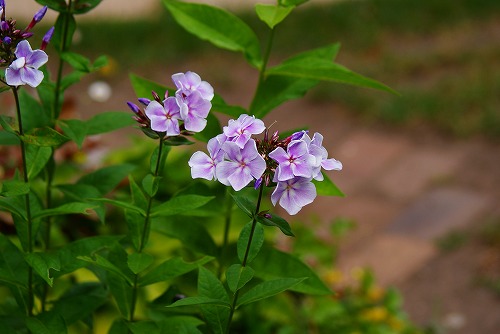 f0170524_88218.jpg
