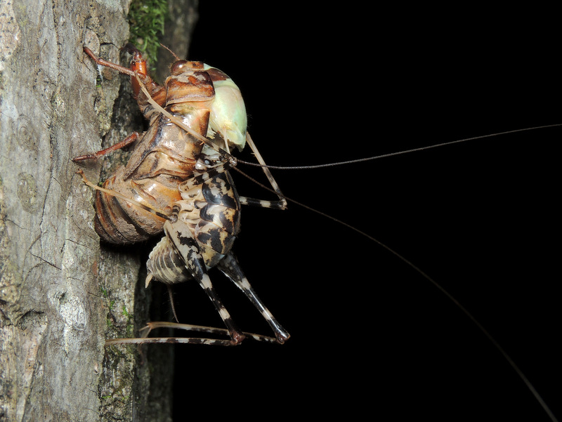 マダラカマドウマ こんなものを見た2 マダラカマドウマ こんなものを見た2