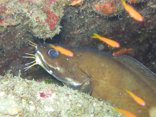 2013年7月27日(土・晴れ)甲浦_d0164831_17132533.jpg