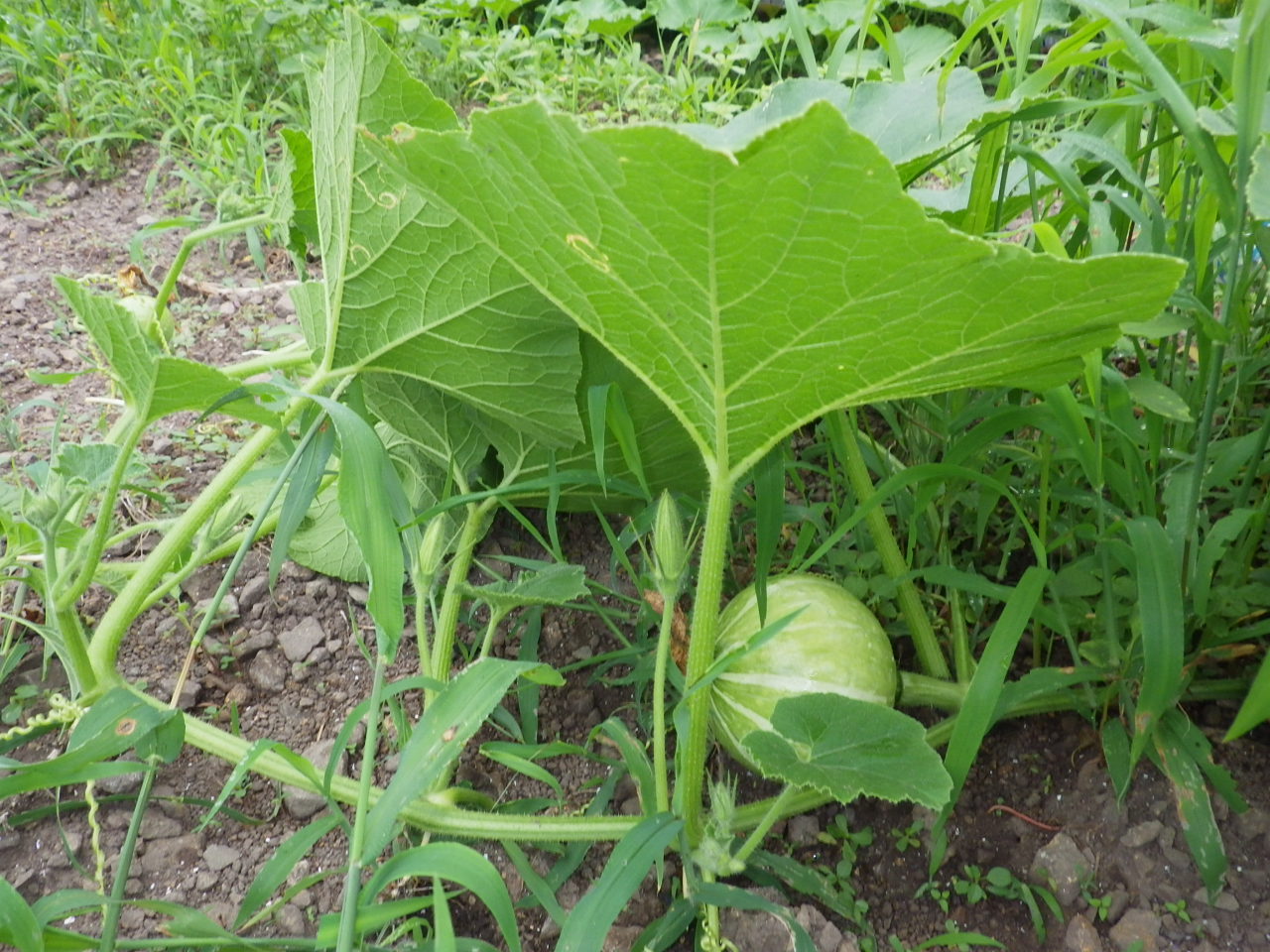 ハブ草茶の苗を救出！！。_c0300035_1752299.jpg