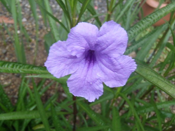a0054240_0261147.jpg