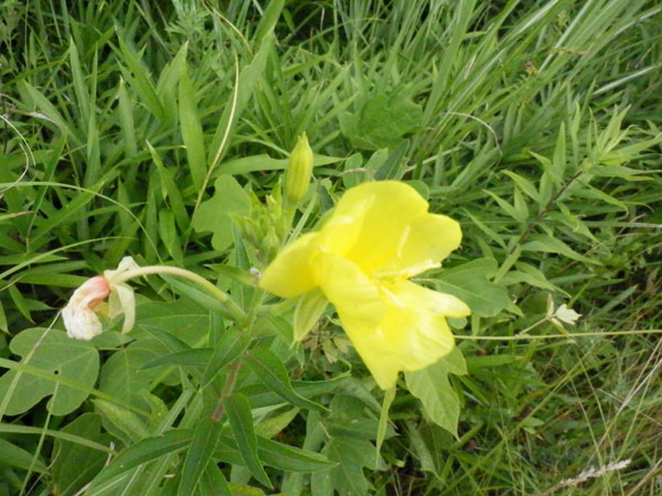 c0047341_8385246.jpg