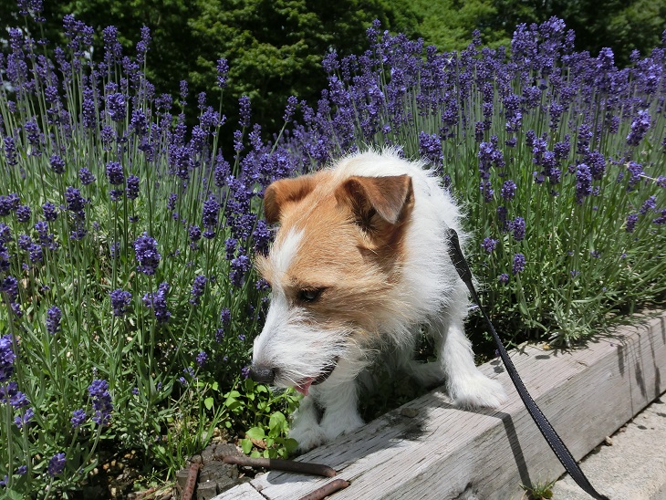 夏のお花見 たんばらラベンダーパーク♪　_c0156345_15524793.jpg