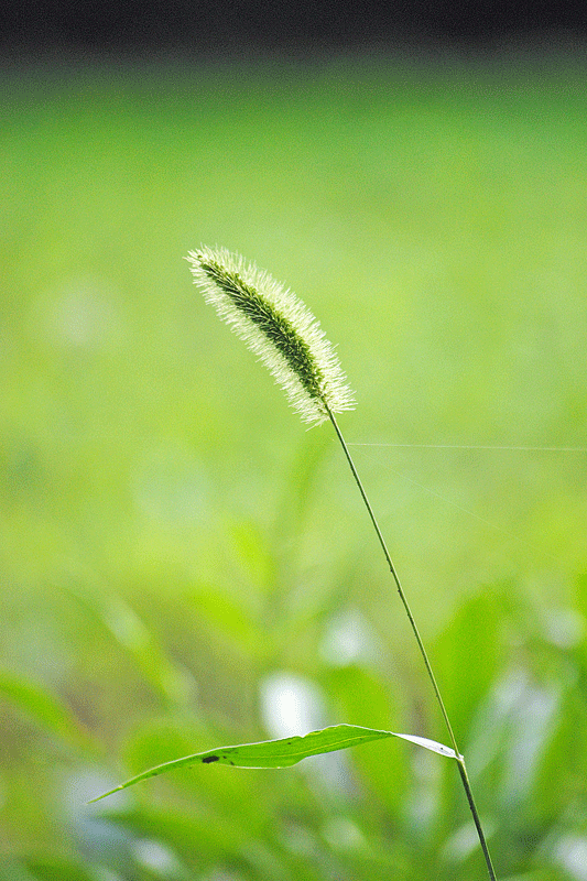 7月27日 エノコログサ 花ねこ日記 7月27日 エノコログサ 花ねこ日記