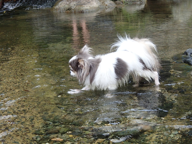 犬鳴川_b0137459_20584942.jpg