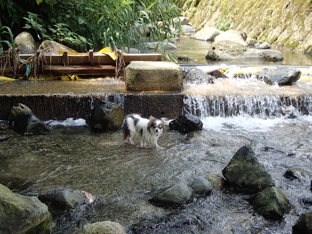 犬鳴川_b0137459_21212532.jpg