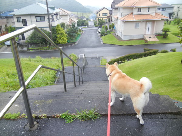 ’13,7,27(土)雨後の愛ちゃんと心ちゃん!_f0060461_956910.jpg