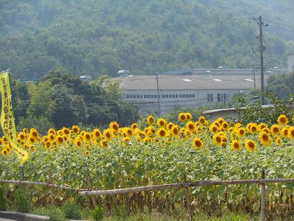 ヒマワリ満開、ごきげん国道_e0175370_23234452.jpg