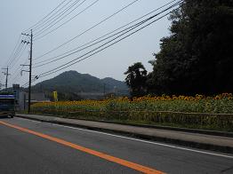ヒマワリ満開、ごきげん国道_e0175370_2324514.jpg