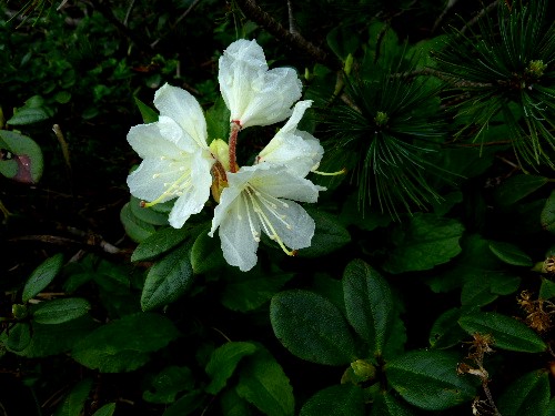 旭岳 姿見の池のお花たち 四 キバナシャクナゲなど 野に咲く北国の花