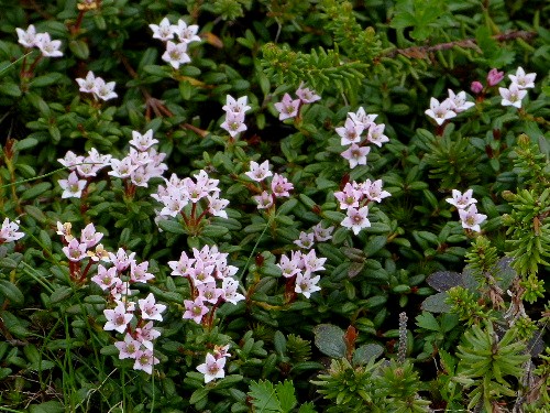 旭岳・姿見の池のお花たち（四）　キバナシャクナゲなど_d0084473_2274986.jpg