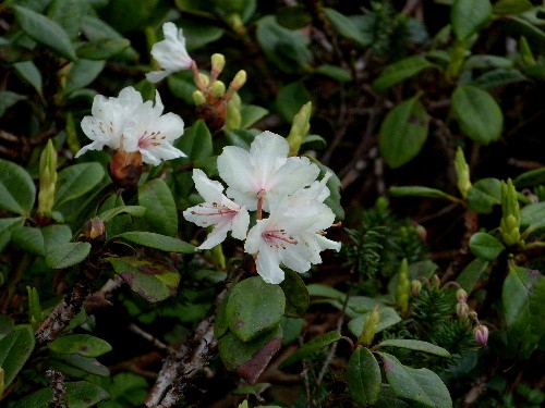 旭岳・姿見の池のお花たち（四）　キバナシャクナゲなど_d0084473_227872.jpg