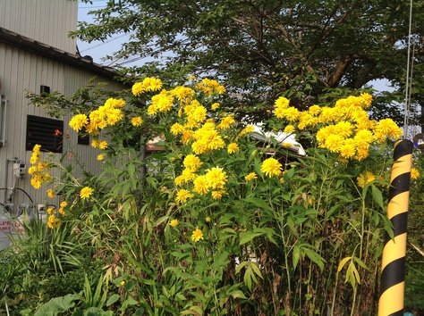 東京菊 ハナガサギク 7月27日 野の花暮らし