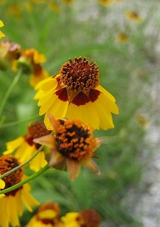 c0229483_21244535.jpg